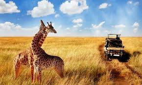 Tanzania Wildlife Safaris