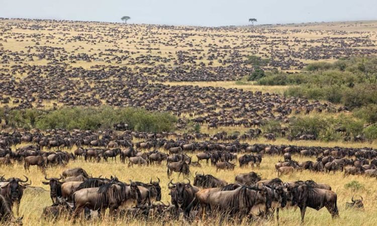 2 days Masai mara safari package