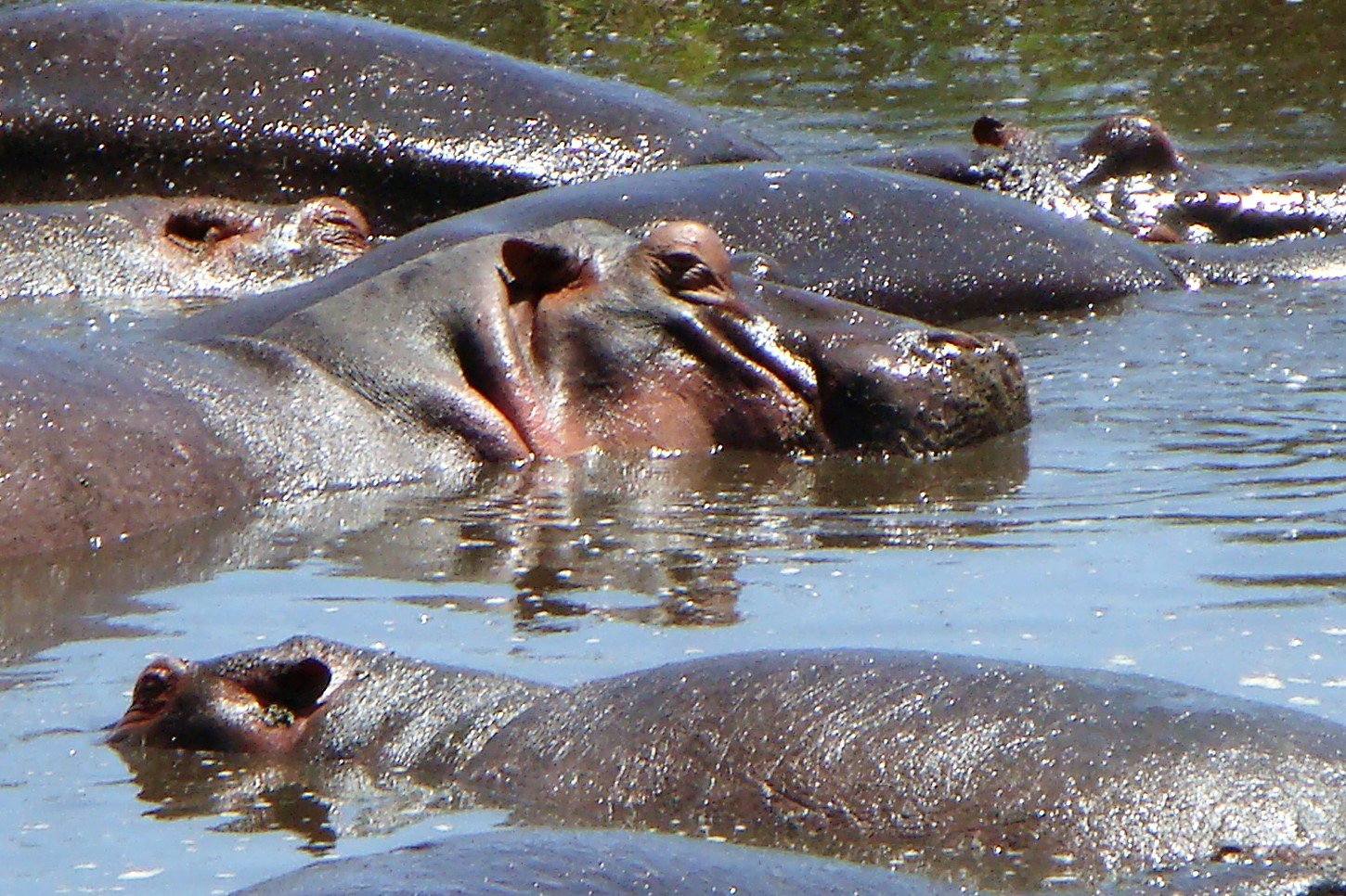 ngorongoro