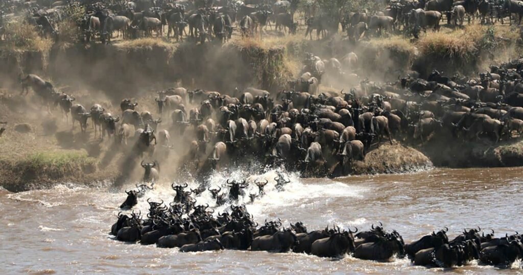 4 Days Serengeti Migration Safari - JungleBoy Tanzania Safaris