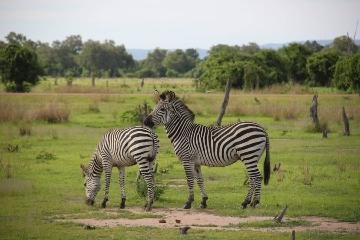 7 day kenya and Tanzania safari