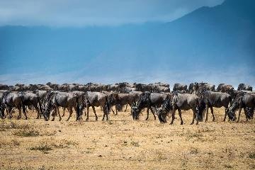 6 DAY MASAI MARA SAFARI