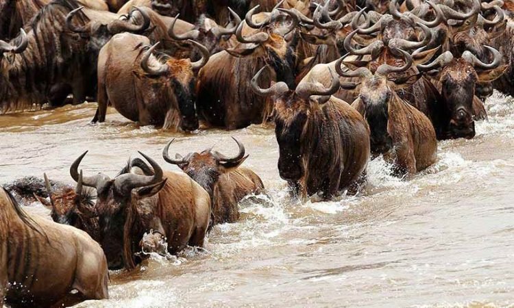 4 Days - Masai Mara and Lake Naivasha