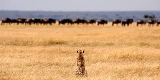 4 Days - Masai Mara and Lake Naivasha