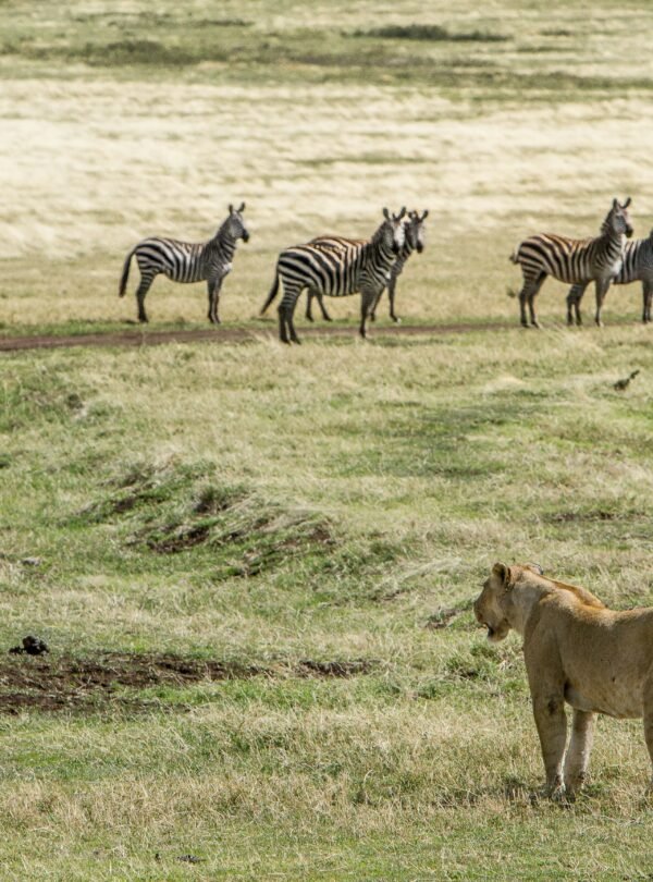 6 Days Tanzania budget camping Safari