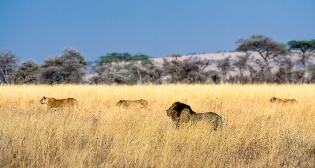 4 Days Tanzania Group Join Safari Tarangire, Serengeti