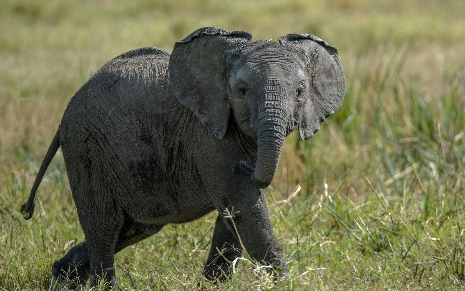 2-Days Serengeti Safari from Arusha - Drive In and Drive Out