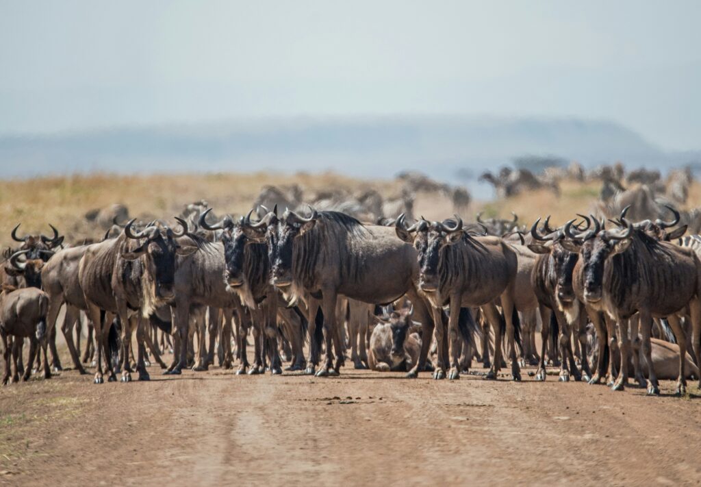 When Is The Great Migration Safari In Serengeti 2026