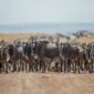 Where is the Northern serengeti