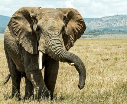 How much does it cost to go to Serengeti safari