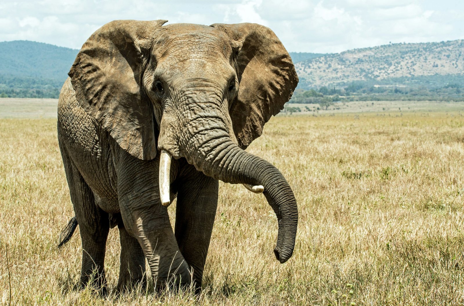 How much does it cost to go to Serengeti safari