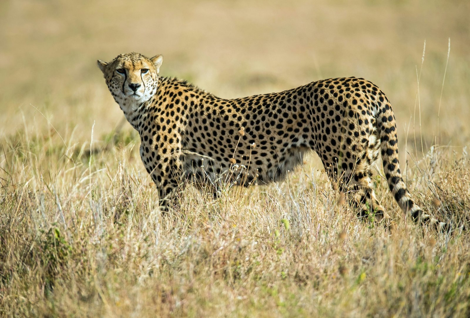 2-Day Mikumi Safari from Dar es Salaam