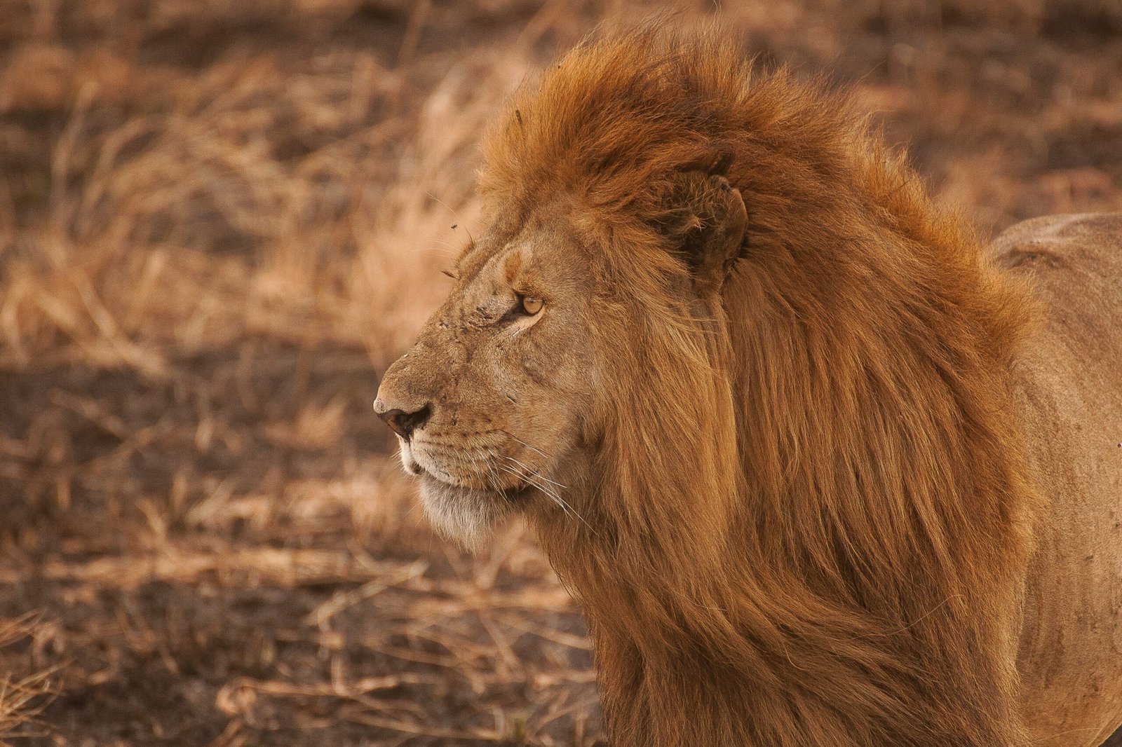 5-Day Mikumi and Udzungwa Mountain National Park Safari