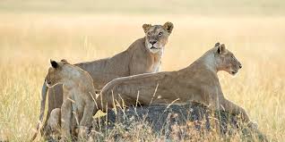 3-Day Taita Hills Sanctuary Tour - Kenya Safari