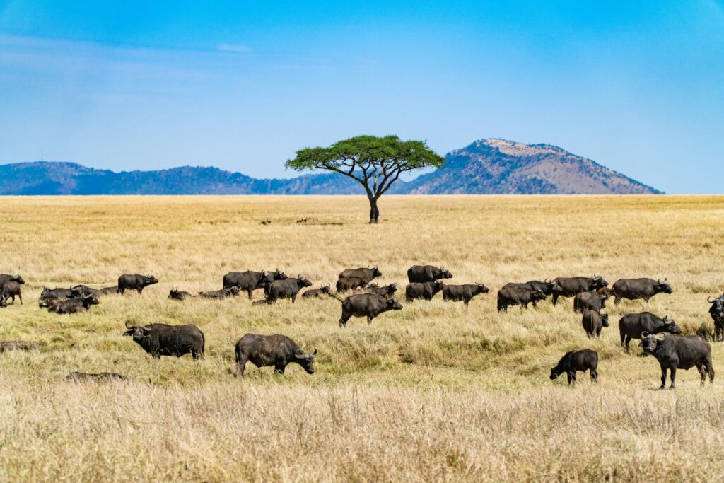 6 Days Tanzania Safari from Zanzibar