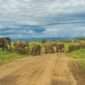 what-is-the-best-safari-in-kenya