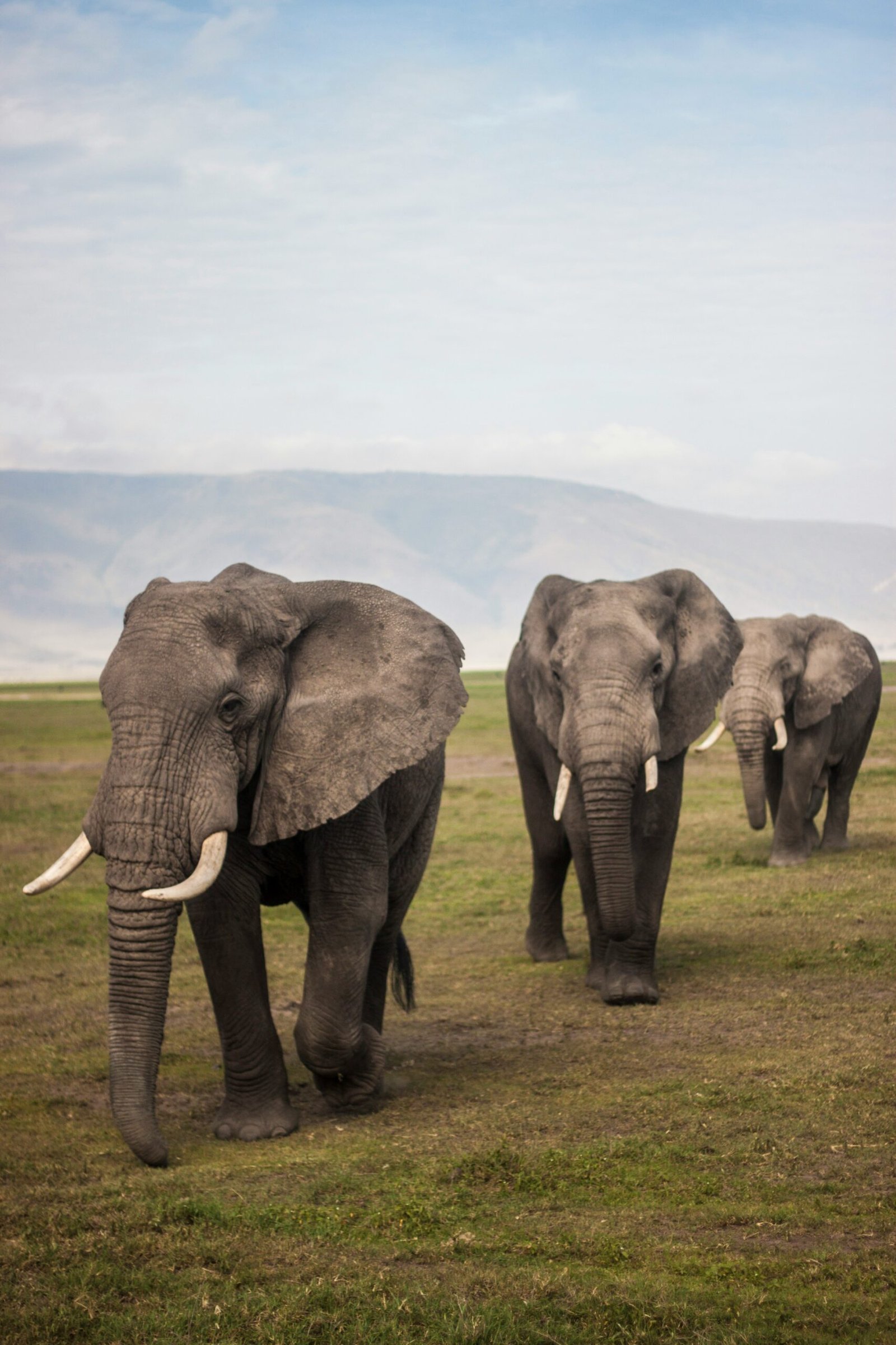 What Month is the Great Migration in Kenya