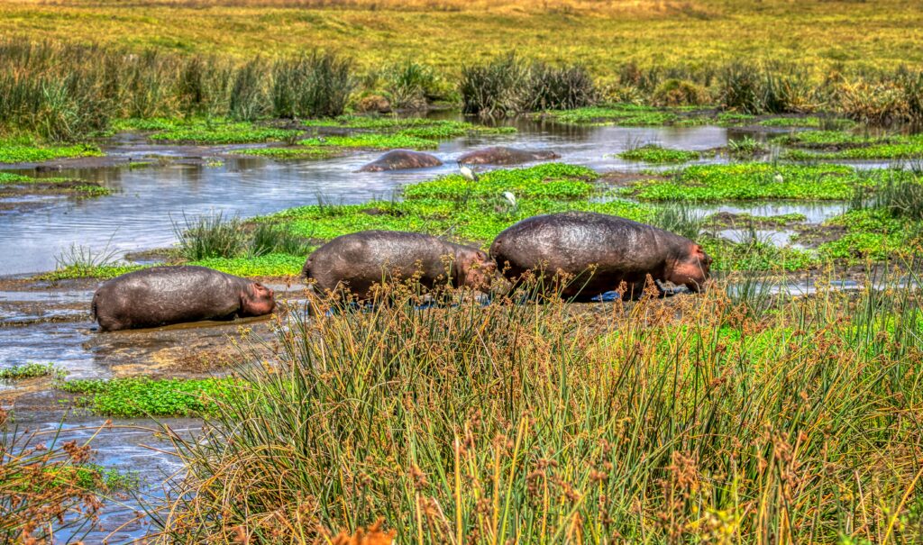 3-Days Serengeti Safari from Arusha - Drive In and Drive Out