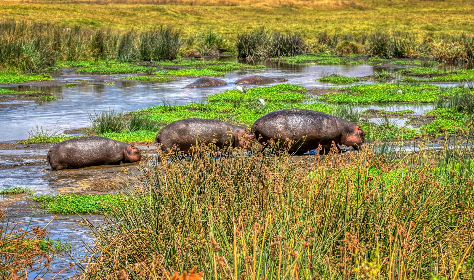 3-Days Serengeti Safari from Arusha - Drive In and Drive Out