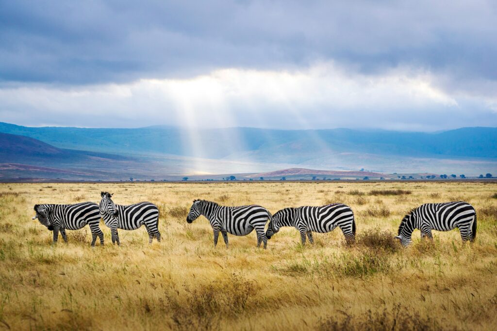 3-Days Serengeti Safari from Arusha - Drive In and Drive Out
