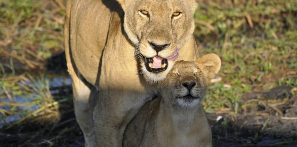 2 Days Safari Tarangire and Ngorongoro Crater