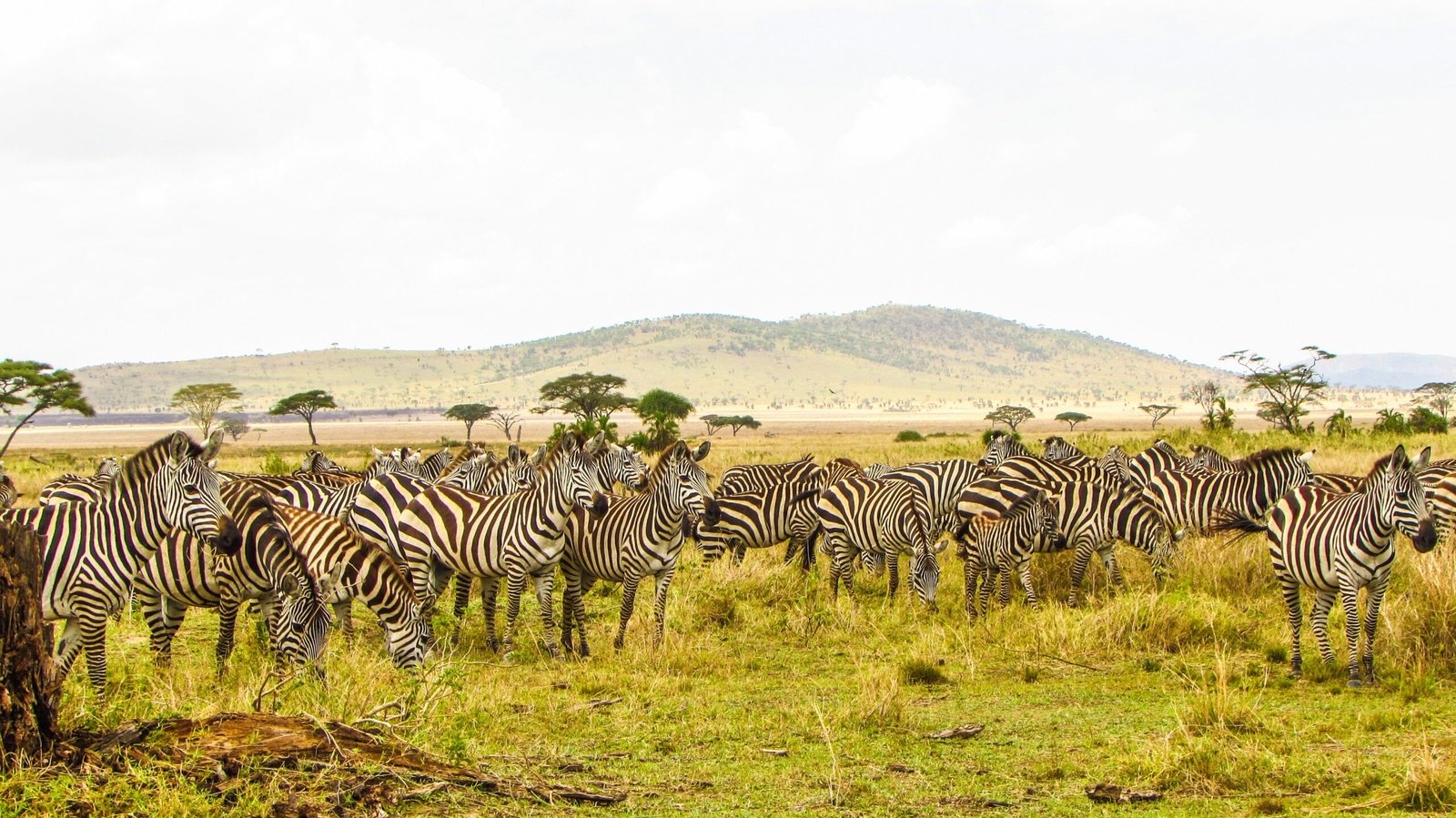 3-Days Serengeti Safari from Arusha - Drive In and Drive Out
