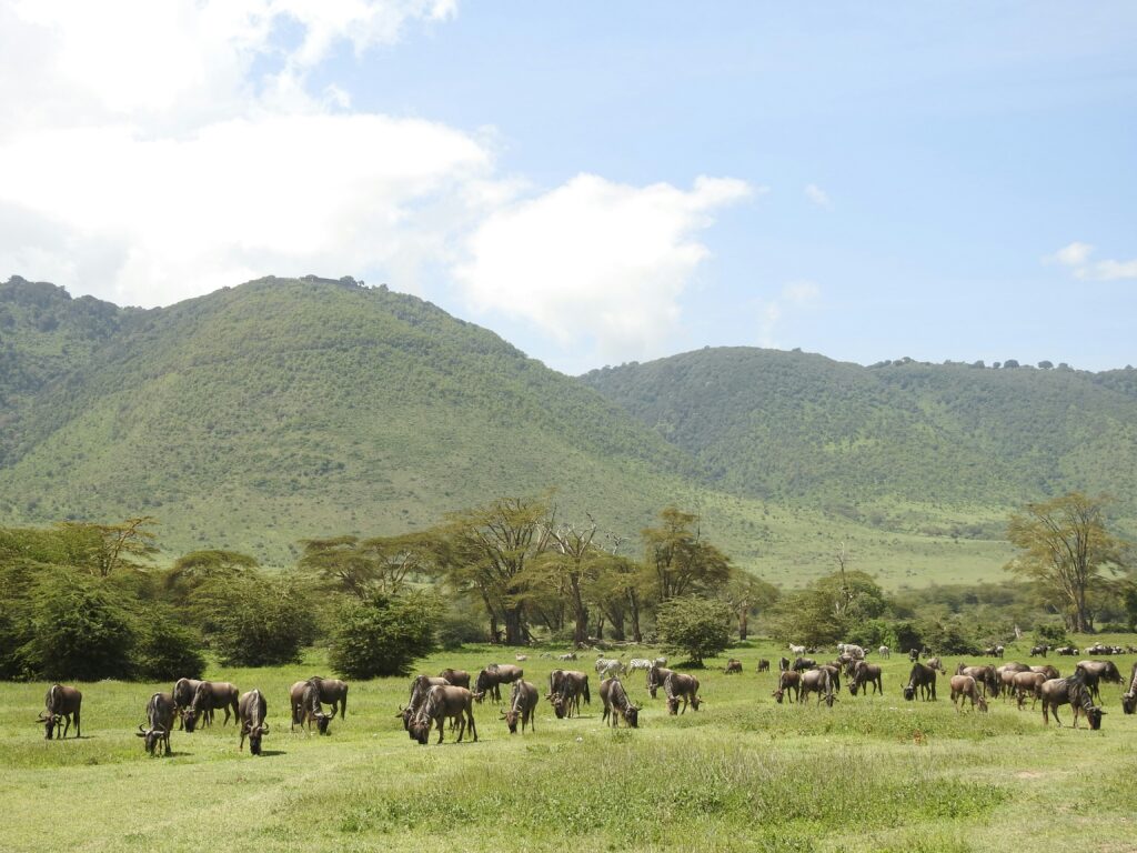 4 Days Tanzania Group Join Safari Tarangire, Serengeti