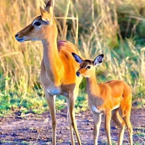 7 Days Tanzania safari Package Itinerary