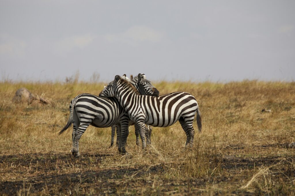 7 Days Private Luxury Honeymoon Safari Tanzania