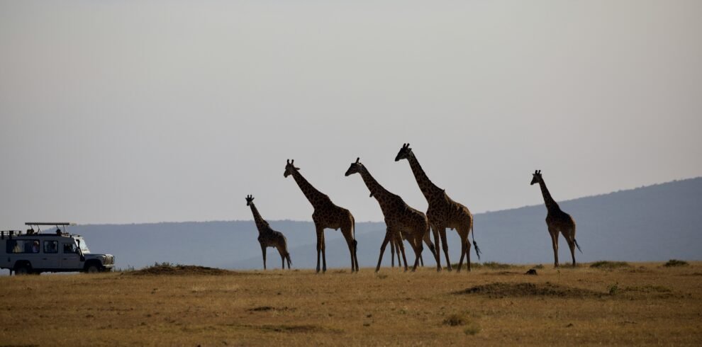 3 Days Tanzania sharing Safari - Best group join Tour