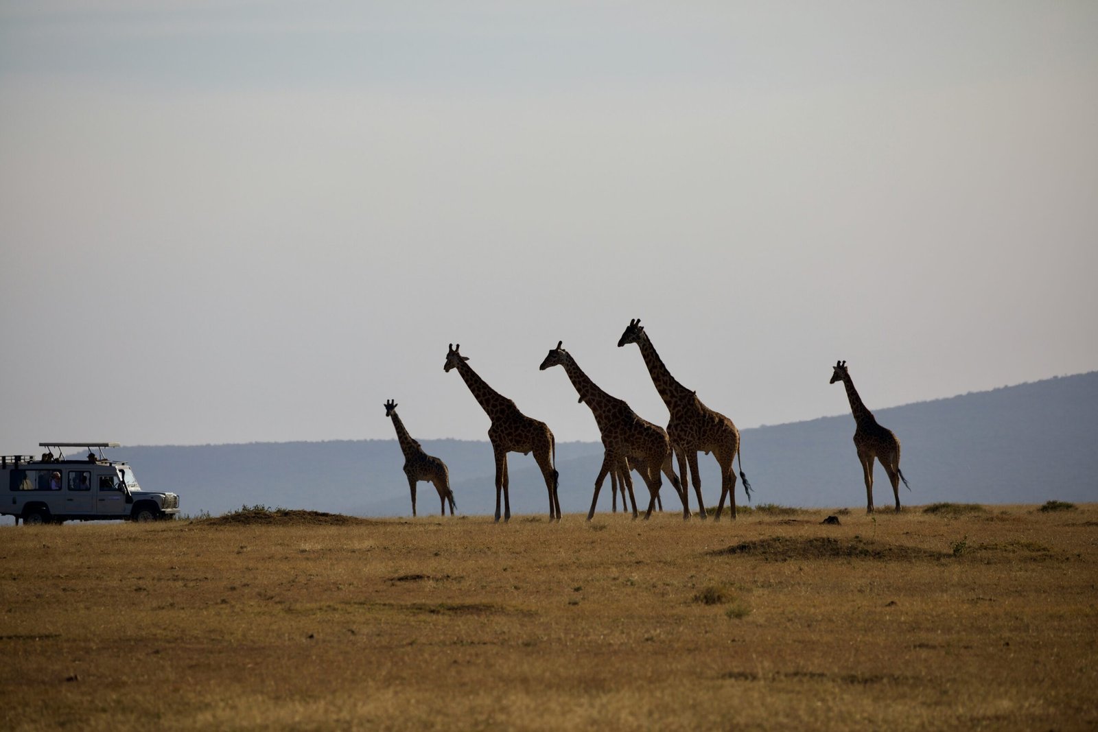 3 Days Tanzania sharing Safari - Best group join Tour