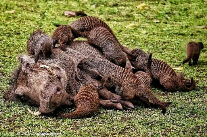 7 Days Tanzania safari Package Itinerary