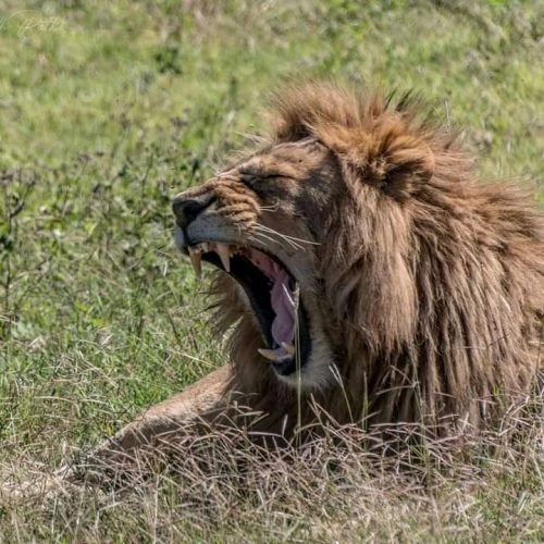 6 Days Tanzania Family Safari