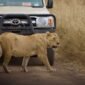 7 days great serengeti migration