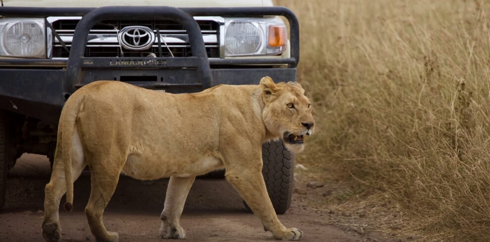 7 days great serengeti migration