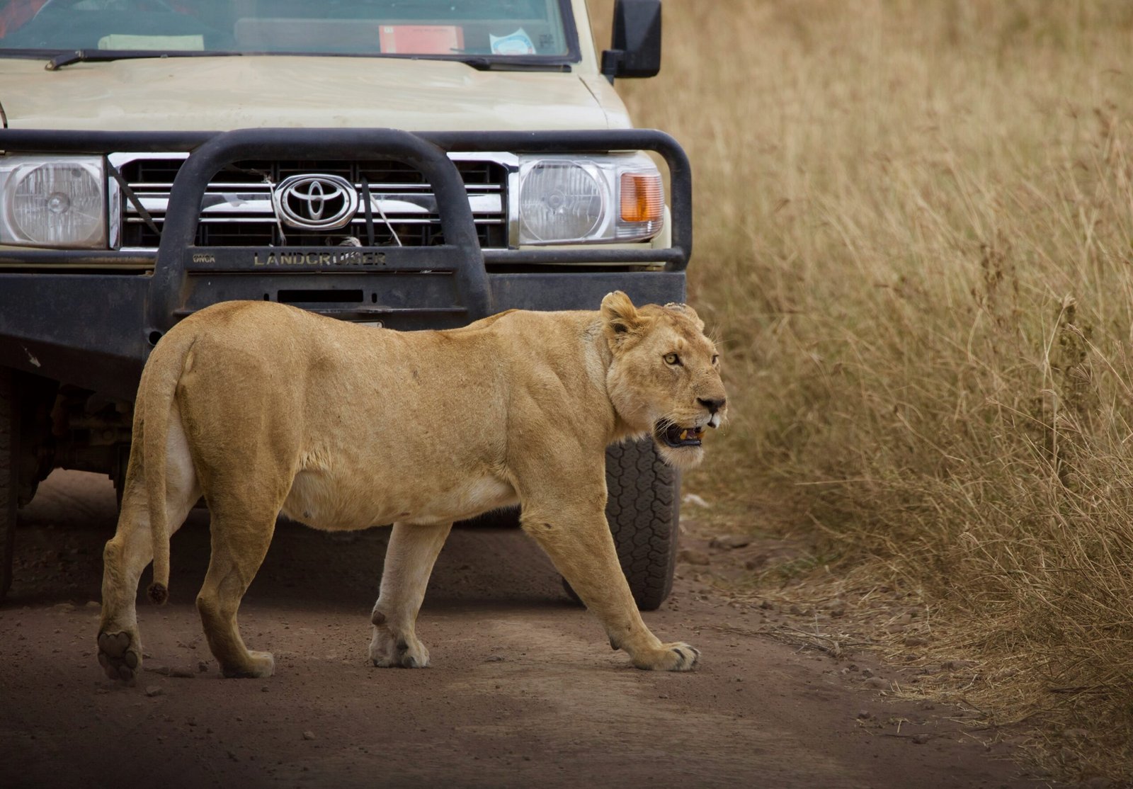 7 days great serengeti migration