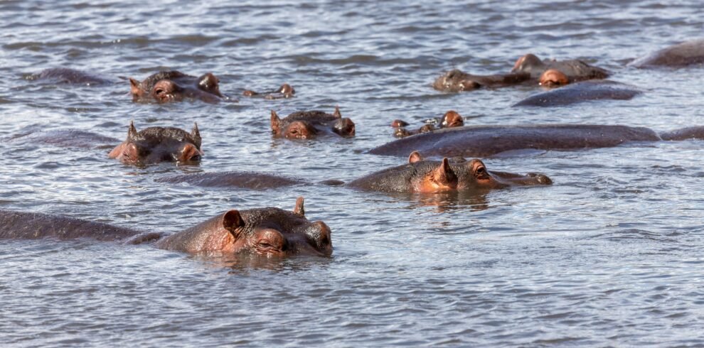 4 days Serengeti hot air balloon safari