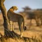 7 Days Tanzania safari Package Itinerary
