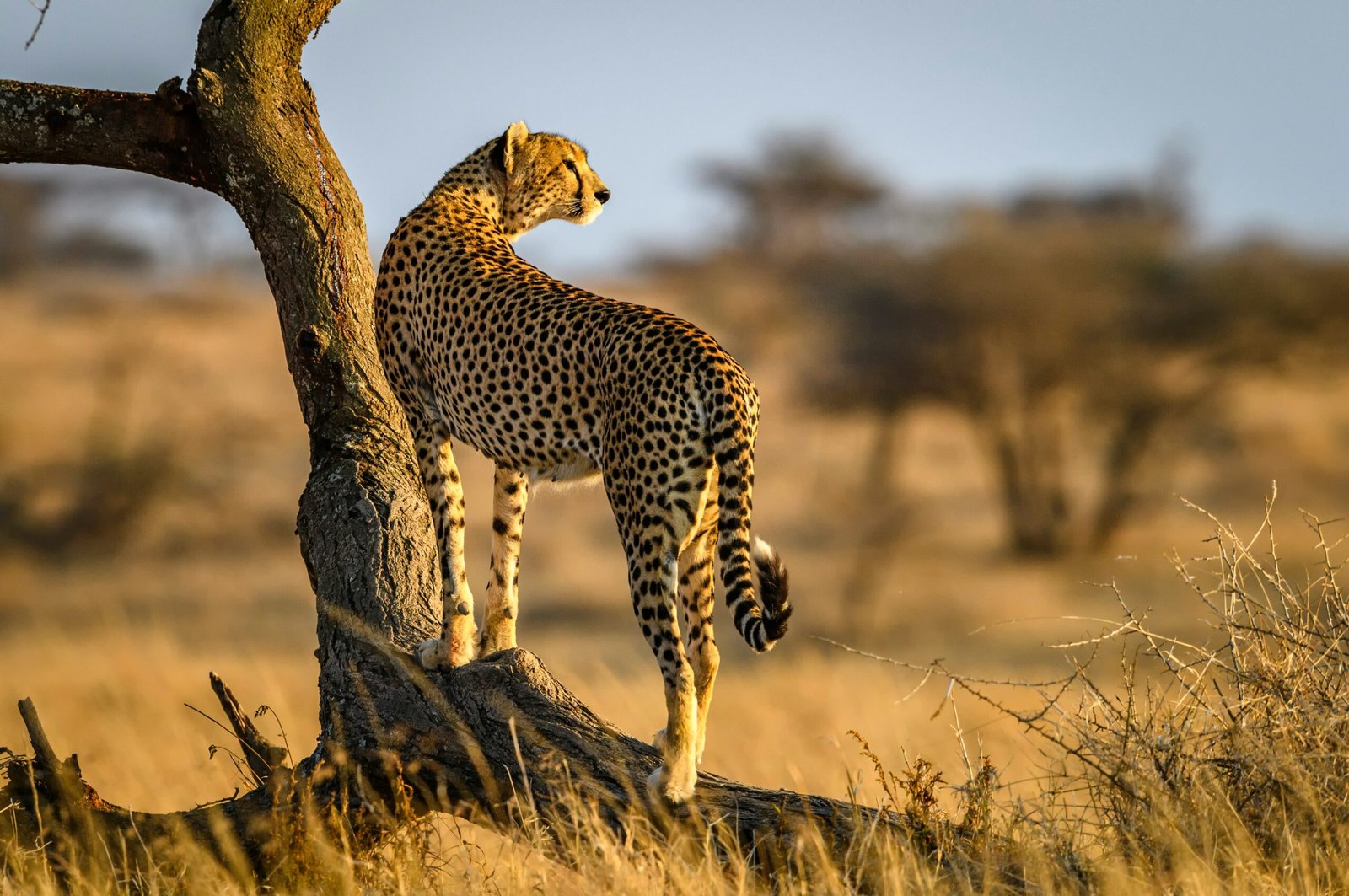 7 Days Tanzania safari Package Itinerary
