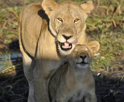 5 Days Classic Tanzania luxury Safari Itinerary