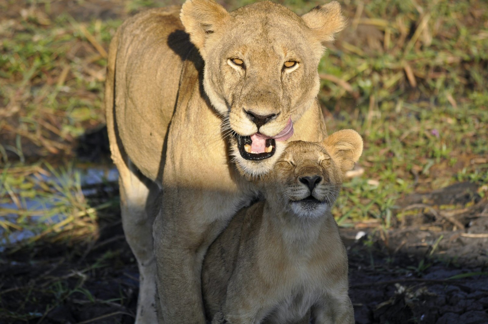 5 Days Classic Tanzania luxury Safari Itinerary