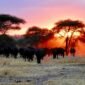 Which part of Serengeti Migration safari is the best