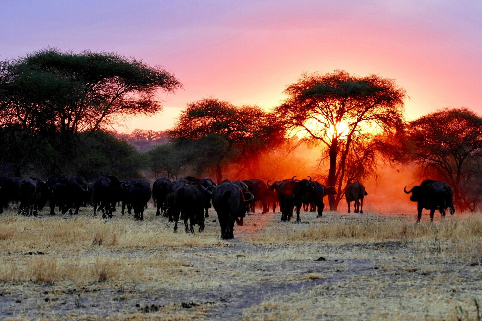 Which part of Serengeti Migration safari is the best