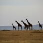 how-much-does-it-cost-to-go-to-serengeti-safari