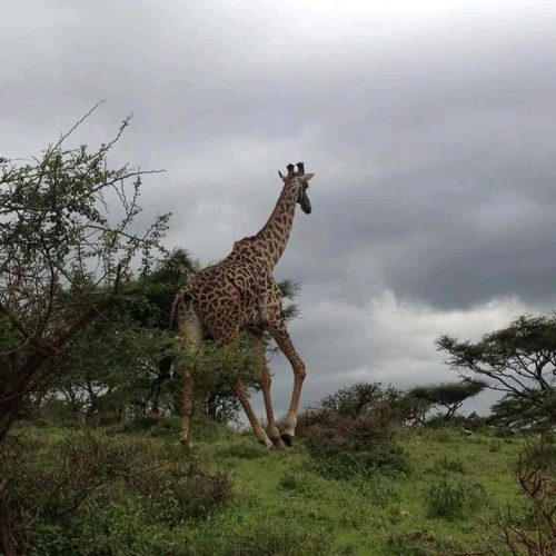 6 Days Tanzania Budget Camping Safari