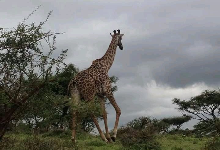 6 Days Tanzania Budget Camping Safari