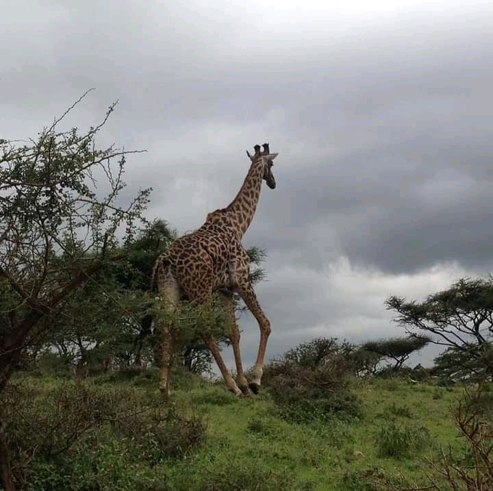 6 Days Tanzania Budget Camping Safari