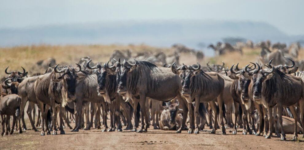3 Days Serengeti Hot air Balloon Safari