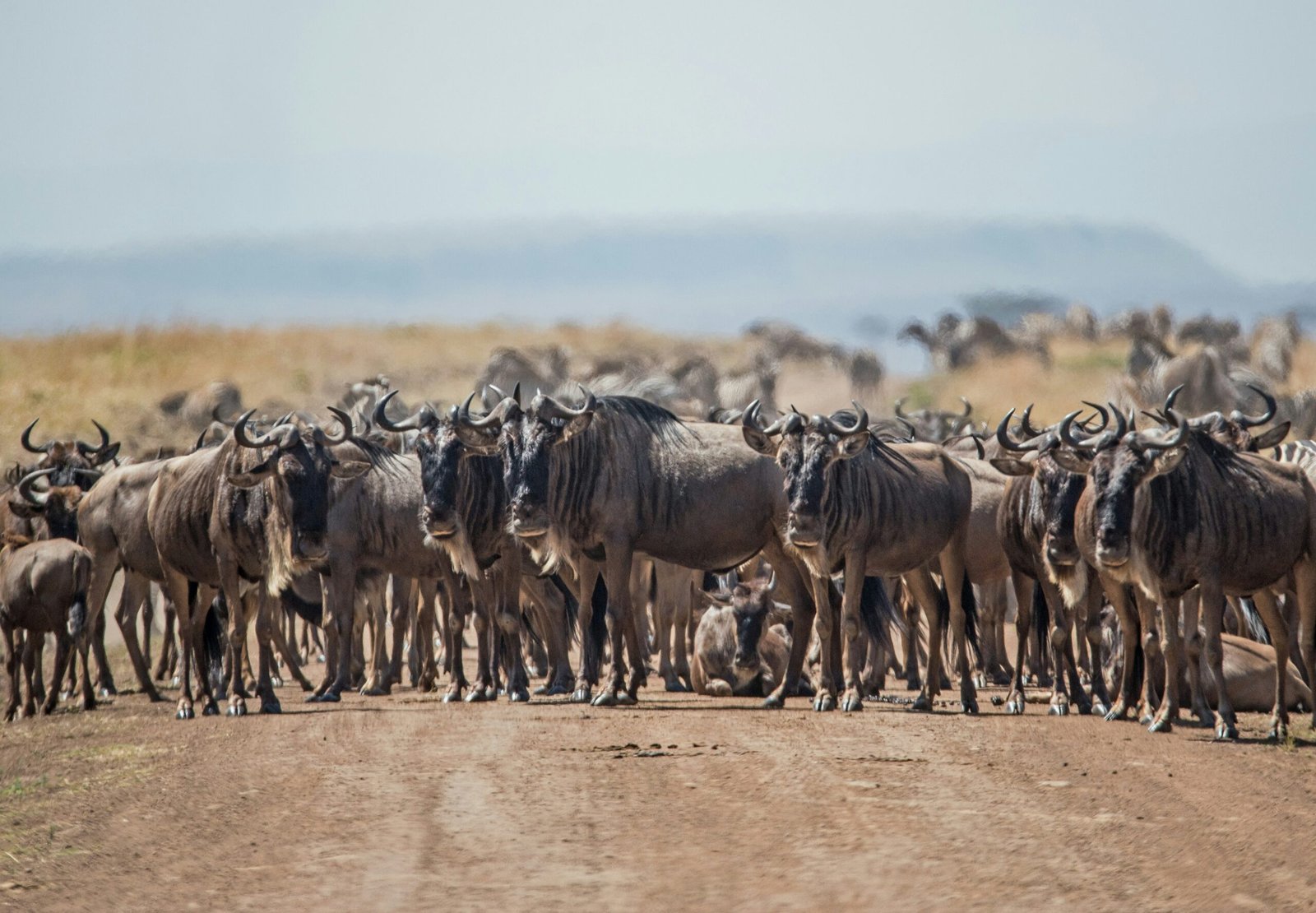 7 Days Great Serengeti Migration safari