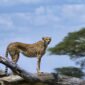 7 Days Great Serengeti Migration safari